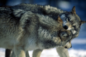 Knowing which wolf to feed is the first step towards recognizing you have control over your own self.