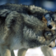 Knowing which wolf to feed is the first step towards recognizing you have control over your own self.