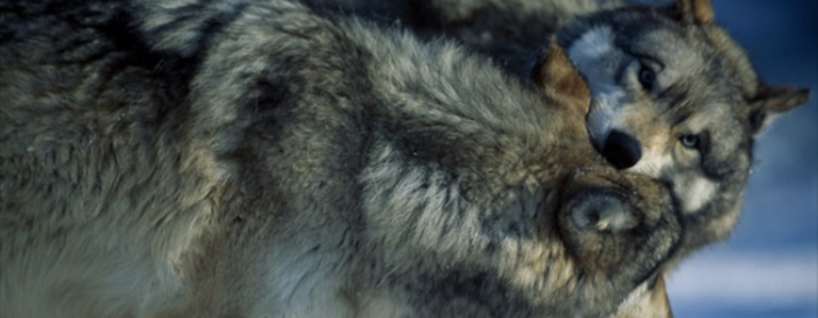 Knowing which wolf to feed is the first step towards recognizing you have control over your own self.