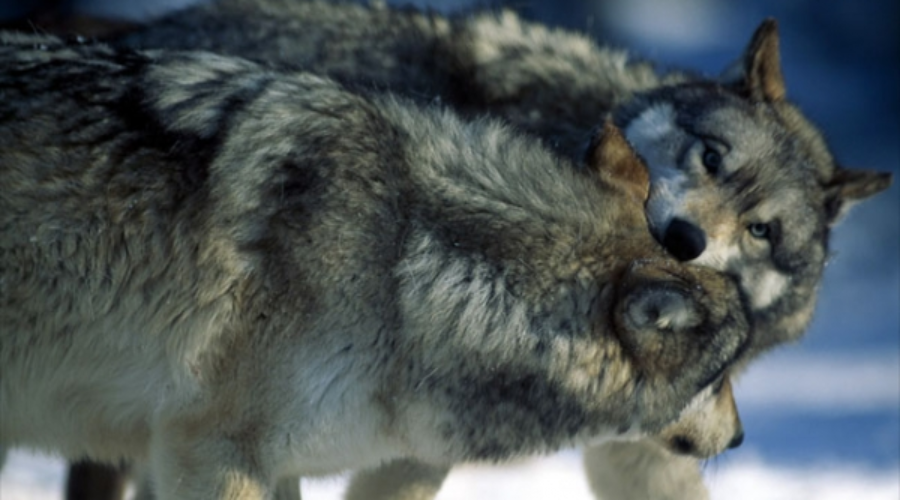 Knowing which wolf to feed is the first step towards recognizing you have control over your own self.